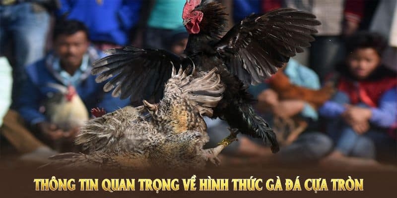 Tìm hiểu chung thông tin về trò giải trí chọi kê cựa tròn