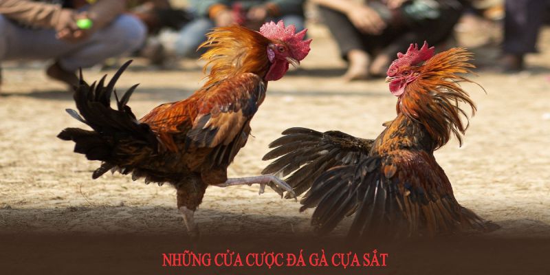 Những cửa cược đá gà cựa sắt cơ bản cần nắm tại WW88