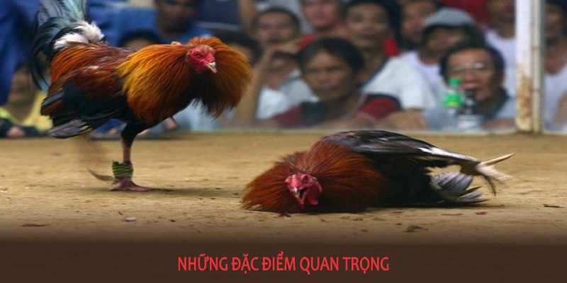 Những đặc điểm quan trọng về đá gà tre được nhiều người chơi đánh giá cao