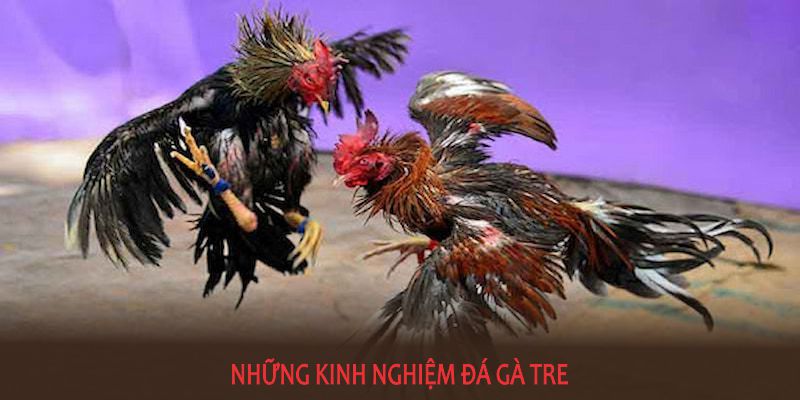 Những kinh nghiệm đá gà tre từ cao thủ mà bạn nên tham khảo