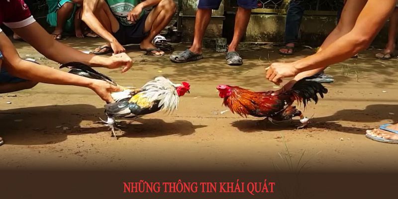 Những thông tin khái quát về đá gà cựa sắt mà bạn cần nắm