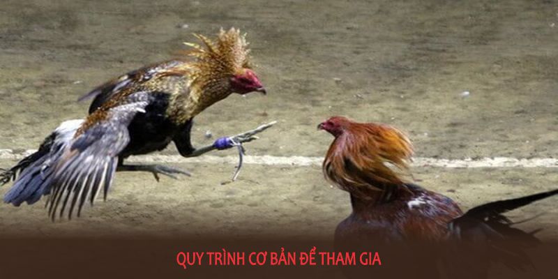 Quy trình cơ bản để tham gia đá gà tre thuận tiện và nhanh chóng