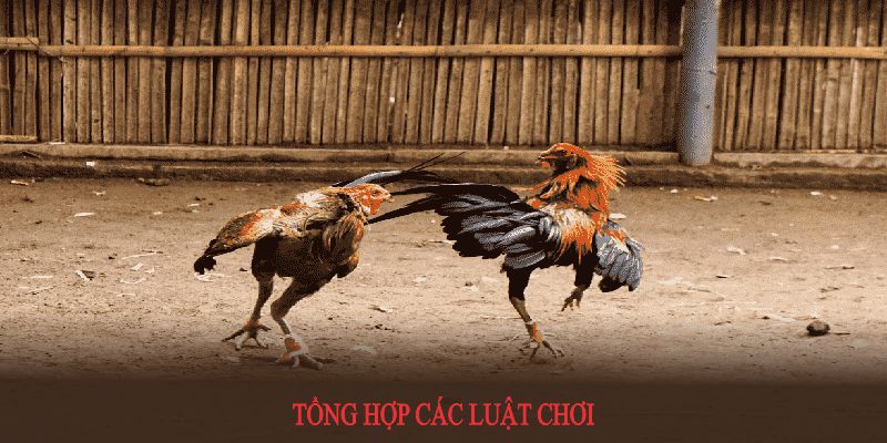 Tổng hợp các luật chơi đá gà cựa sắt cơ bản